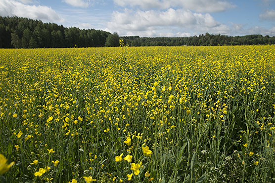 Rypsipelto kukassa